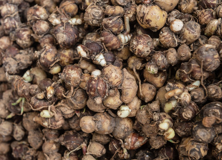 Top view of Kaempferia galanga rhizomeの写真素材