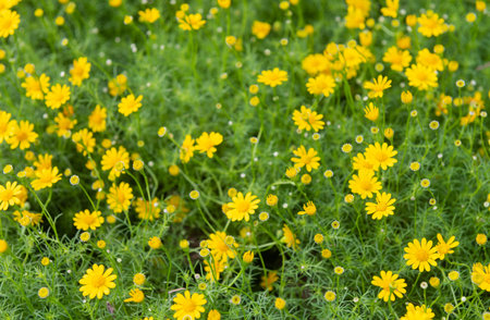 Yellow daisies flowers in the fieldの写真素材