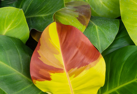 Philodendron leaf showing vibrant mix of colors highlightsの写真素材