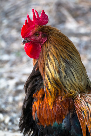 A cute cock with a beautiful red Crest.