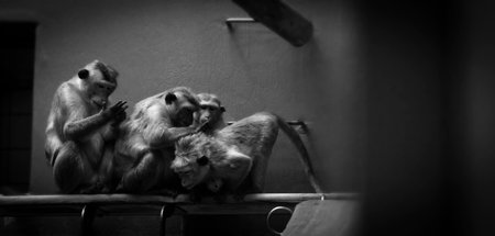 A Working Party was of monkeys in their daily lives.の写真素材