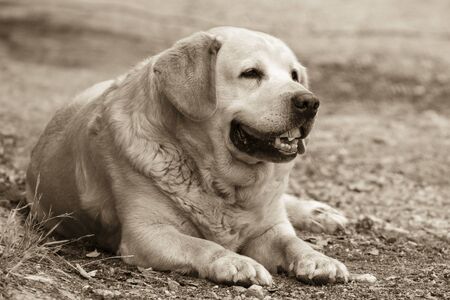 A cute labrador dog smiling.の写真素材