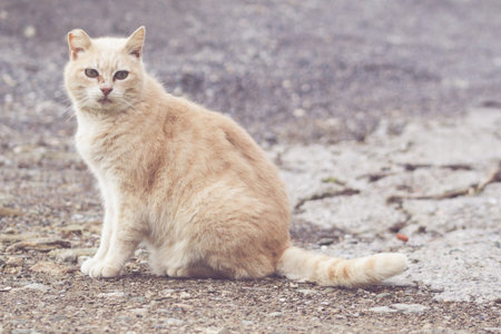 A stray cat beige observes the photographer