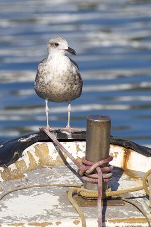 Seagull over an old fishing boat moated in a Ligurian portの写真素材