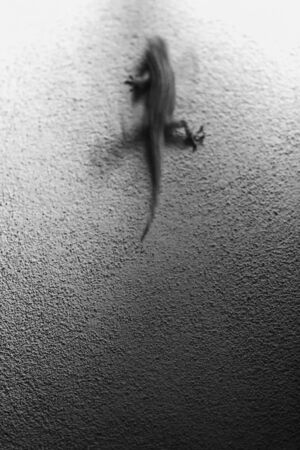 A Gecko on a wall trying to escape.の写真素材