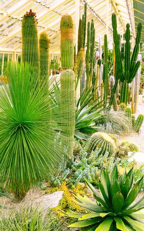 Plants typical of the desert areas grown in a greenhouse.の写真素材