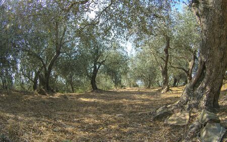 Ligurian countryside with olive treesの写真素材