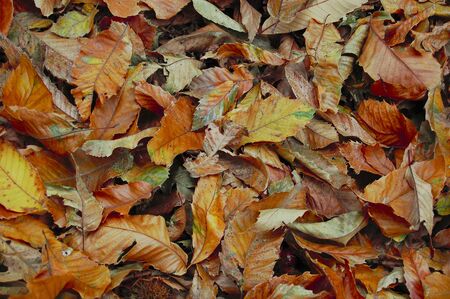 Autumn leaves photographed from above.の写真素材