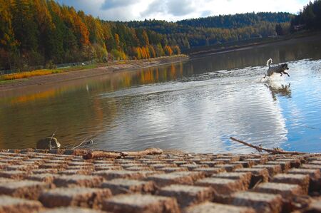 Dog playing in a lake by the splendid landscape of the Trentino Alto Adige.の写真素材