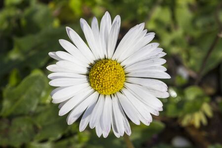 flower with many petals photographed using a macro lensの写真素材