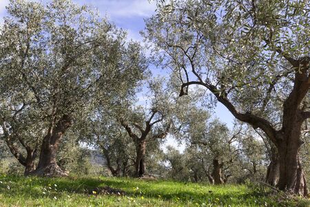 olive trees of Liguria Italian campaignsの写真素材