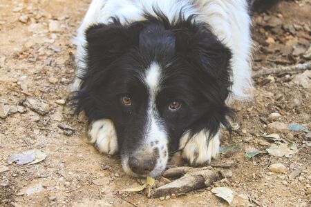 A beautiful dog breed border colly looks at you with sweet eyes.の写真素材