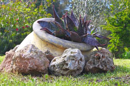 The plant in ancient vase of gardenの写真素材