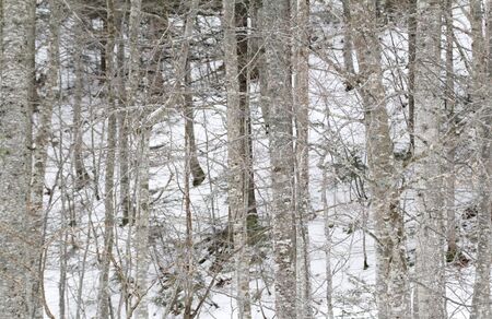 Background with trees and snowの写真素材