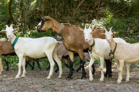 Goat of the countryside to the grazing of the mountains.