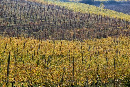 The landscape of the hills of the Oltrepo Pavese, you can see the hills where it is produced the wine of high quality Italianの写真素材