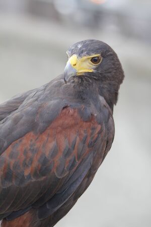 The sleek look of a hawk tamedの写真素材