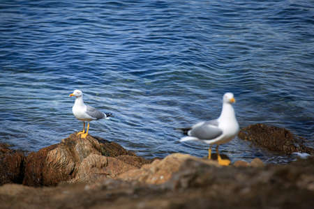 seagulls photographed on the rocks of the Porquerolles Island with the sea in the backgroundの写真素材