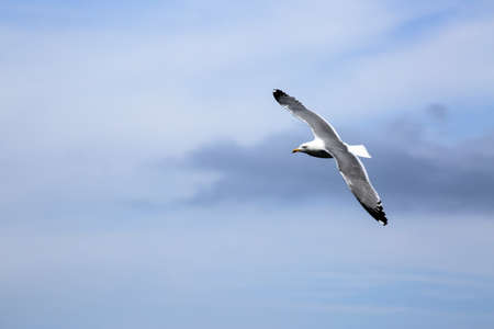 the flight of a seagull among the clouds in the sky above the Porquerolles Islandsの写真素材