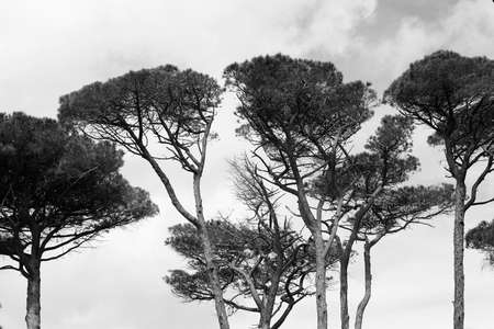 black and white photograph taken at the high fronds of pine trees on the green island of Porquerollesの写真素材