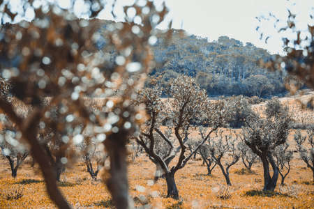photos taken at the green landscape in the hinterland of the Porquerolles Island walking through the olive groves and the vineyardsの写真素材