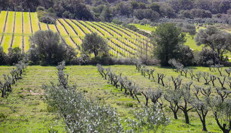 photos taken at the green landscape in the hinterland of the Porquerolles Island walking through the olive groves and the vineyardsの写真素材