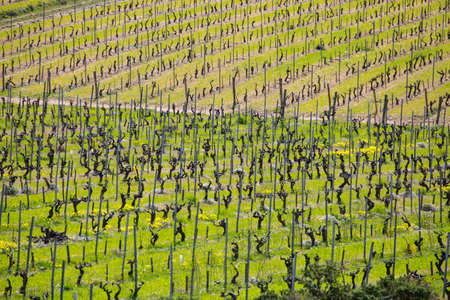 Landscape in the hinterland of the Porquerolles Island with the green of the vineyards and its rowsの写真素材