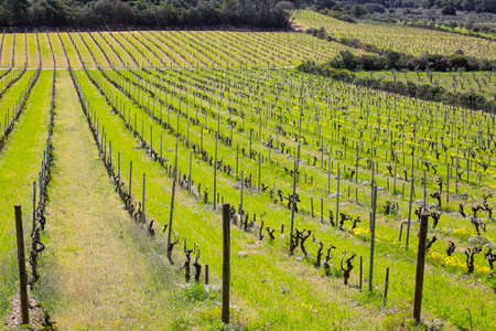 Landscape in the hinterland of the Porquerolles Island with the green of the vineyards and its rowsの写真素材