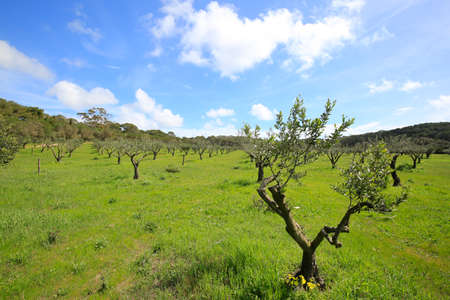 Images of the rural landscape of the hinterland of the Porquerolles Island composed of olive trees, lots of greenery and blue skyの写真素材