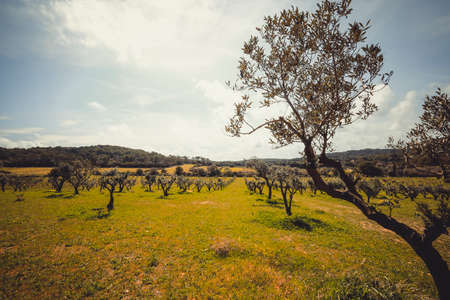 Images of the rural landscape of the hinterland of the Porquerolles Island composed of olive trees, lots of greenery and blue skyの写真素材
