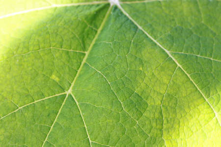 Detail of a green leaf that recalls an ecological lifestyleの写真素材