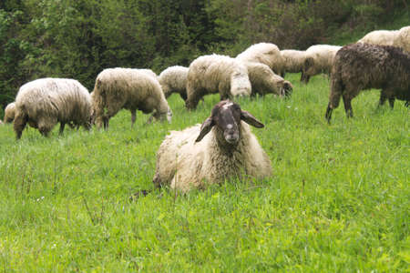 A group of sheep rest on the Green meadow of a hillの写真素材