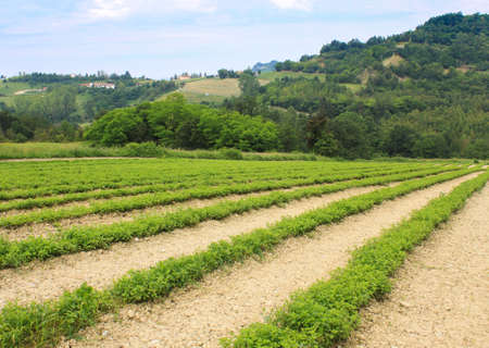 Landscape of fields used for cultivation in the Piedmont area in Italyの写真素材