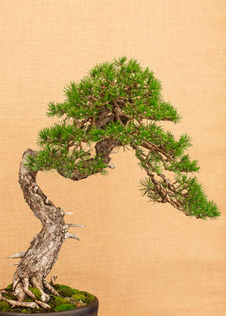 Elegant Japanese bonsai placed on an antique yellow fabric backgroundの写真素材