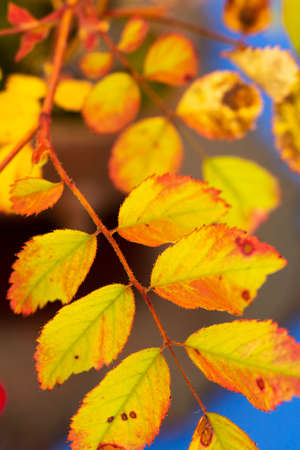 Autumn yellow leaf backgroundの写真素材