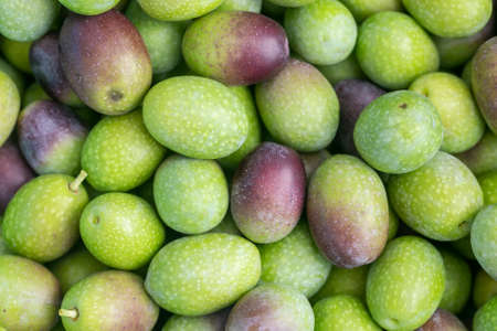 Many Ligurian olives used for the production of high quality olive oilの写真素材