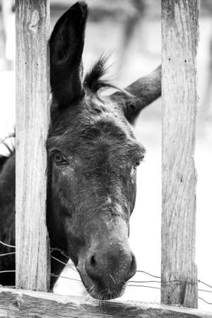 On a farm there is a black donkey behind a wooden fenceの写真素材