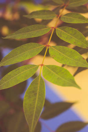 macro detail of a natural leaf used for alternative careの写真素材