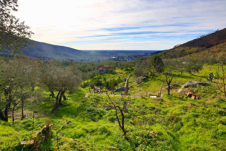 Olive Tree fields in Italy near the city of Pisa in Tuscanyの写真素材