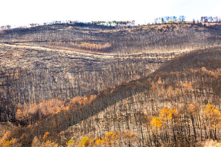 The Monte Serra in Tuscany devastated by a great fire caused by manの写真素材