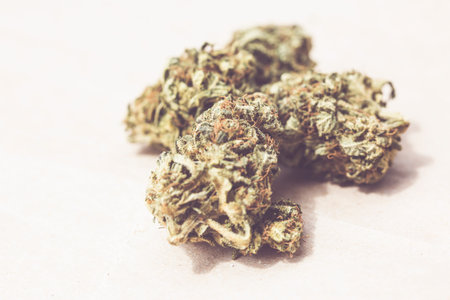 Detail of legal marijuana flowers photographed on paper backgroundの写真素材