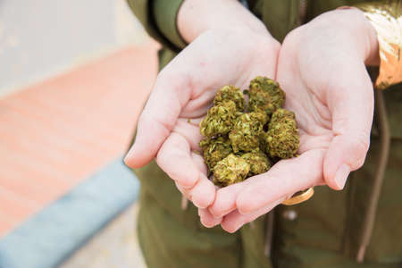 Girl hands holding marijuana flowersの写真素材