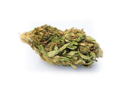 Detail of legal marijuana flowers photographed on clean backgroundの写真素材