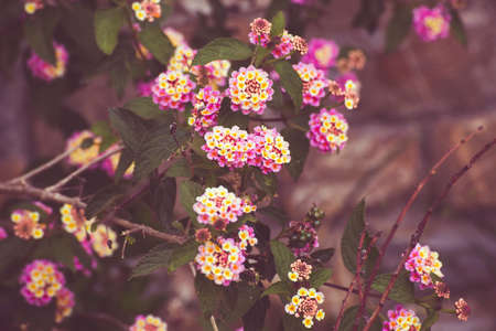 Detail of pink and yellow garden flowersの写真素材