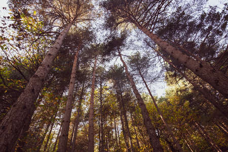 Ligurian forest trees photographed from belowの写真素材