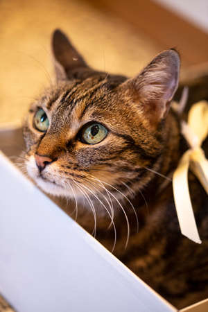 cute cat with golden ribbon in collar rests inside a white boxの写真素材