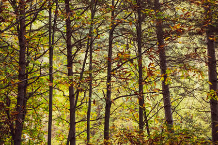 photographed trees of the Ligurian forest with frontal framingの写真素材