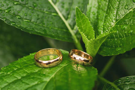 wedding rings and nature macro detailの写真素材