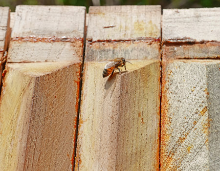 worker bee laid on top of hive wood, production of acacia honeyの写真素材
