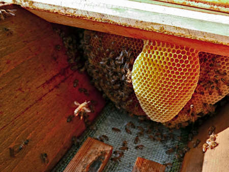 productive hive with breeding bee nest, breeding insects for honey productionの写真素材